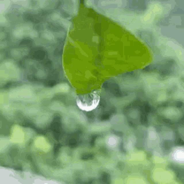 Drop gif. Капли gif. Анимированные капли листья. Капли на листве гиф. Анимации дождя 240х320.