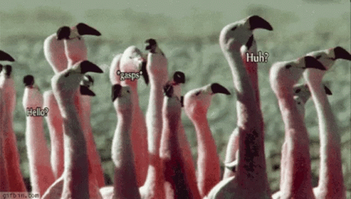 pooping flamingo gif