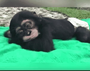 Image of funny baby monkey gif