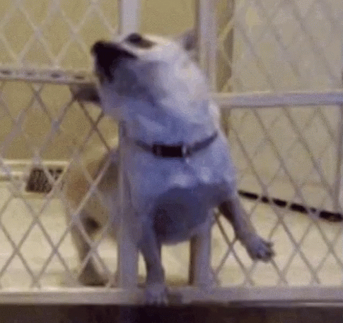 Stuck Gate Gifs Tenor Stuck Gate Gifs Tenor