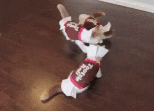 gif live roll gif live roll