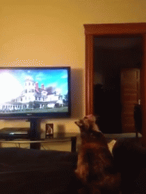Cat Tried To Catch Ceiling Fan Gif Cat Ceiling Fan Discover Share Gifs