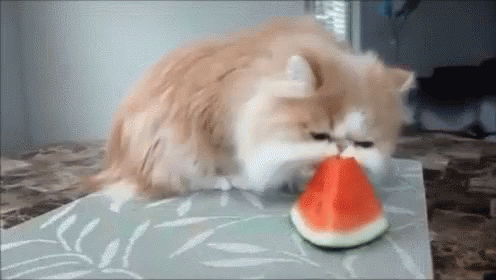 jelly cat watermelon