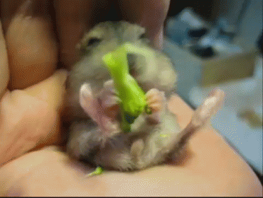 Eat Your Veggies GIF - Hamster Broccoli Cute GIFs