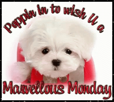 Image result for Happy Monday gif