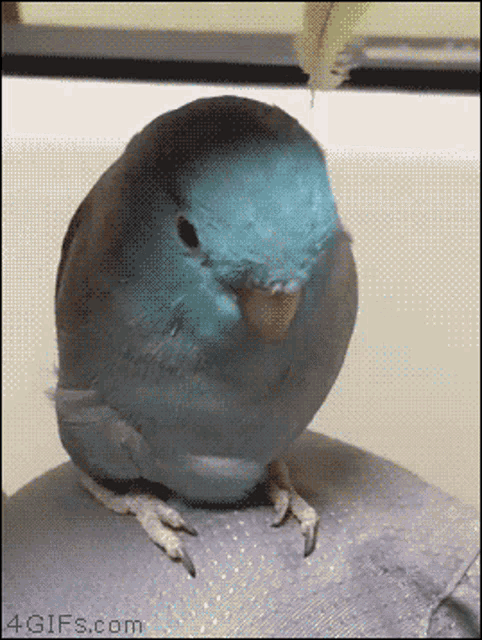 tenor.gif