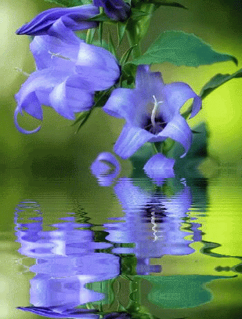 Flower Reflection GIF - Flower Reflection - Discover & Share GIFs