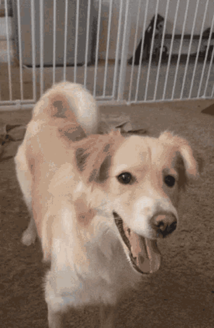 Featured image of post Gif Dog Wagging Tail We regularly add new gif animations about and