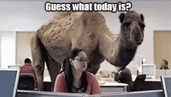 hump day stuffed camel