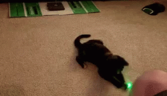 Cat Laser GIFs | Tenor