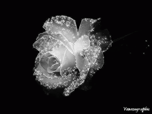 rose black and white