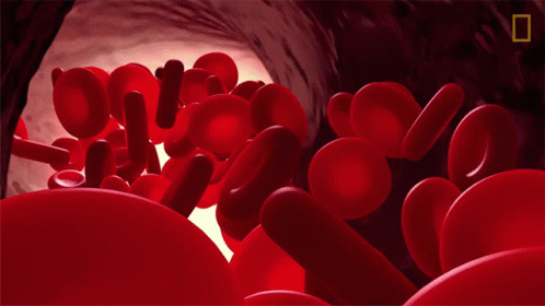 Red Blood Cells National Geographic GIF - RedBloodCells NationalGeographic Arteries - Discover & Share GIFs