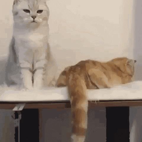 Cats Hugs Gif Cats Hugs Cute Discover Share Gifs