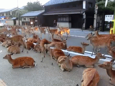 This Seems Normal GIF - Deer Japan Crowds - Discover & Share GIFs