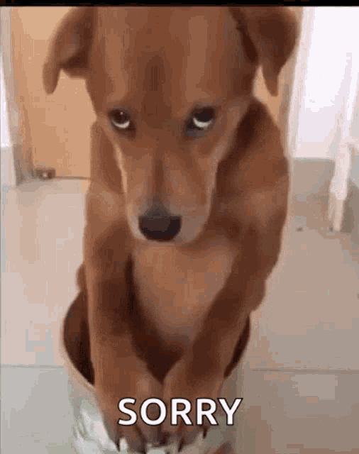 Sorry Gifs Tenor Sorry Gifs Tenor