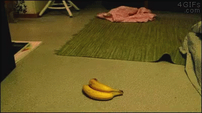 Cat Banana GIF - Cat Banana Freaking - Discover & Share GIFs