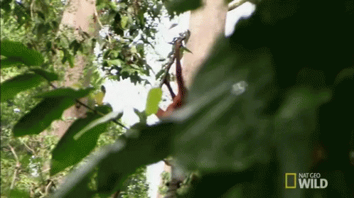 Image result for gifs of monkeys swinging in the trees