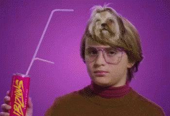 wat dog gif wat