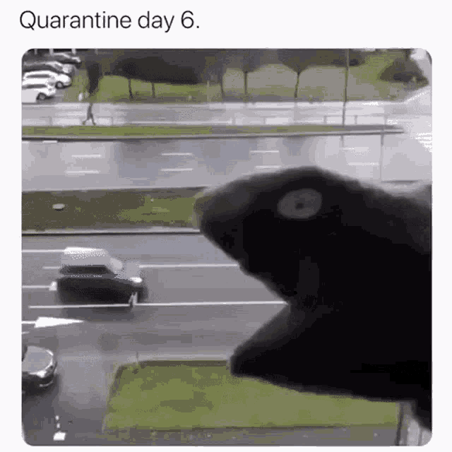 Self Quarantine Traffic GIF - SelfQuarantine Traffic EatingCars - Discover & Share GIFs