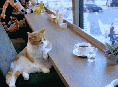 Coffee Shop Cat GIF - CoffeeShop Cat Chill - Discover & Share GIFs