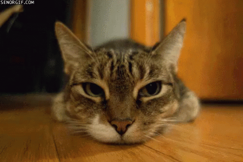 fat cat or skinny