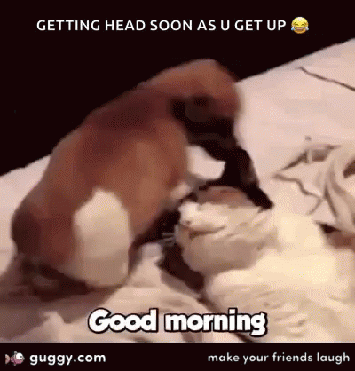 Funny Animals Good Morning Gif Funny Animals Good Morning Gif