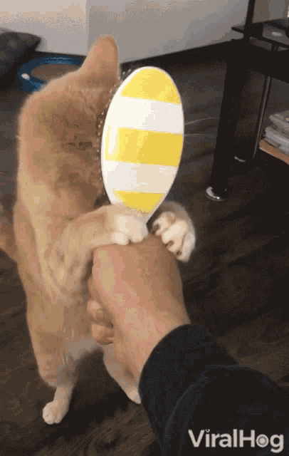 Brushing Viralhog GIF - Brushing Viralhog Cat GIFs