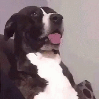 Image result for surprised dog gif