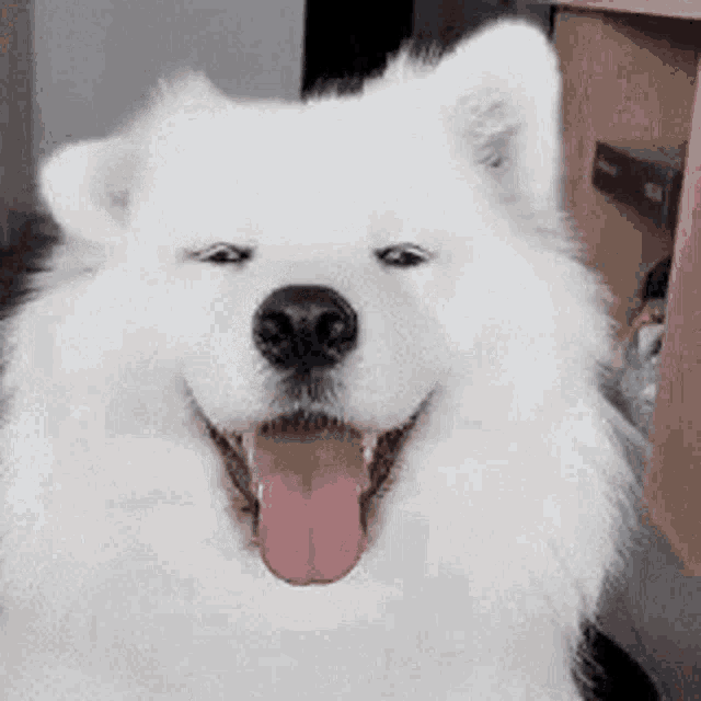 Samoyed Dog GIFs | Tenor