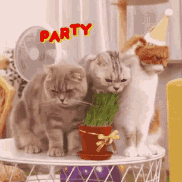 Happy 50th Birthday Gif Cats