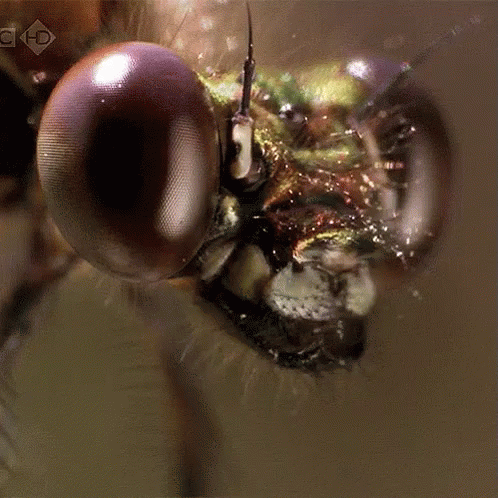 It's Chow Time! GIF - Dragonfly Chewing Zoom - Discover & Share GIFs