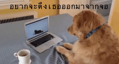 หมา เล่นคอม Gif - Comehere Dog Cat - Discover &Amp; Share Gifs