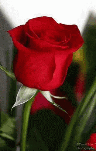 good morning gif good morning rose discover share gifs