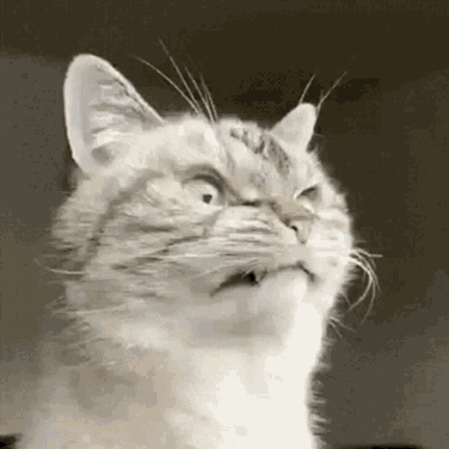 Cat Angry GIF Cat Angry Grumpy Discover & Share GIFs