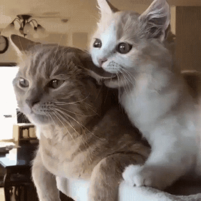 Cats Ear Bite Gif - Cats Earbite Spooning - Discover -5195