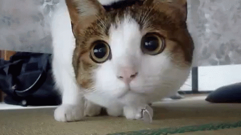 Cat Cute GIF - Cat Cute Big - Discover & Share GIFs