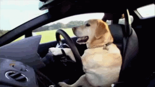 dog road trip gif