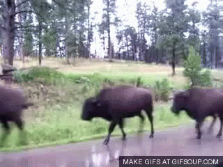 Image result for buffalos running wild gif
