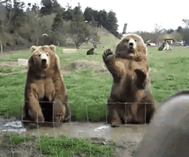 Waving Bears Hi GIF - WavingBears Hi Hello - Discover & Share GIFs