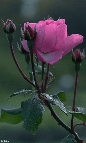 Flower Pink Rose GIF - Flower PinkRose Rose - Discover & Share GIFs