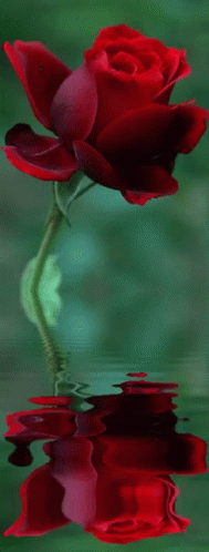 Rose GIF - Rose - Discover & Share GIFs