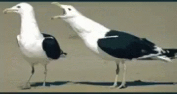 nag nag nag nag nag nag