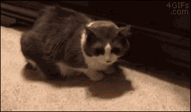 Hidden Thief GIF - Hidden Thief Cat - Descubre & Comparte GIFs