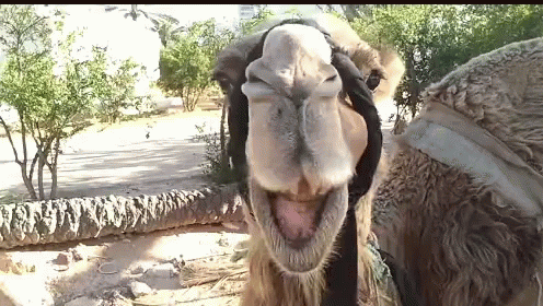 Image result for camel eating gif