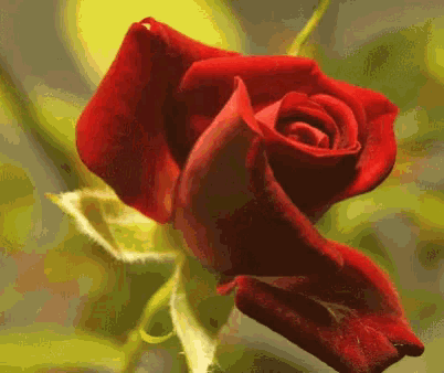 Red Rose Blooming GIF - RedRose Blooming - Discover & Share GIFs