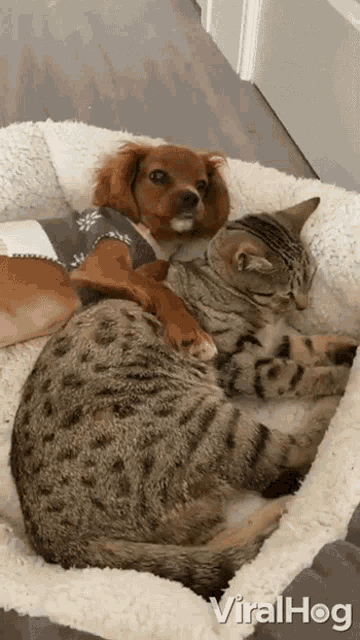 16+ Cute Cats Cuddling Gif Images