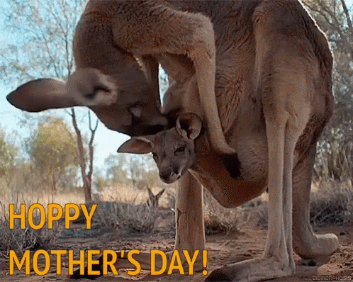 Happy Mothers Day Kangaroo GIF - HappyMothersDay Kangaroo ...