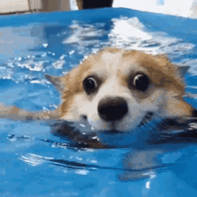 Happy Dog GIF Happy Dog Swimming Discover & Share GIFs