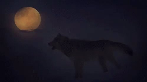 Image result for WOLF night gif