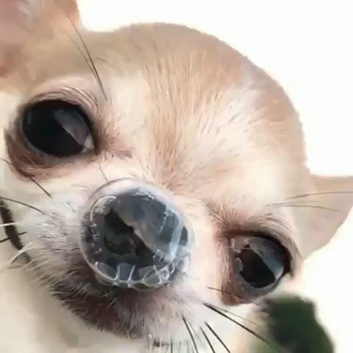 Dah Cute GIF - Dah Cute Dog GIFs